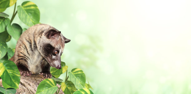 civet