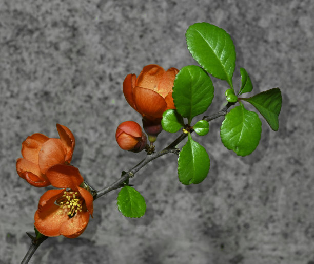 chaenomeles