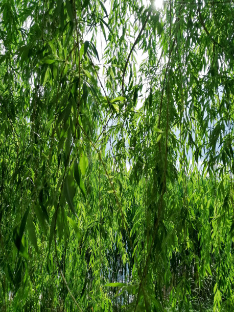 willow