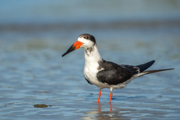 skimmer