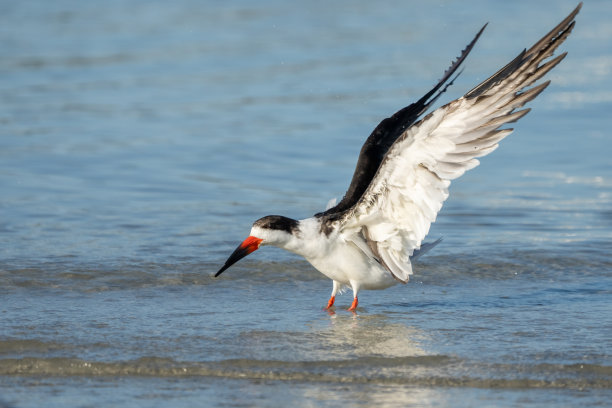 skimmer