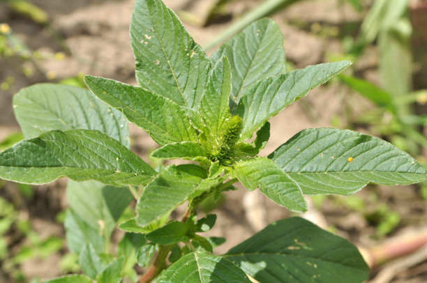 gomphrena