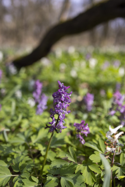corydalis