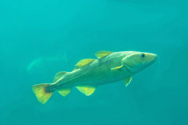 cod