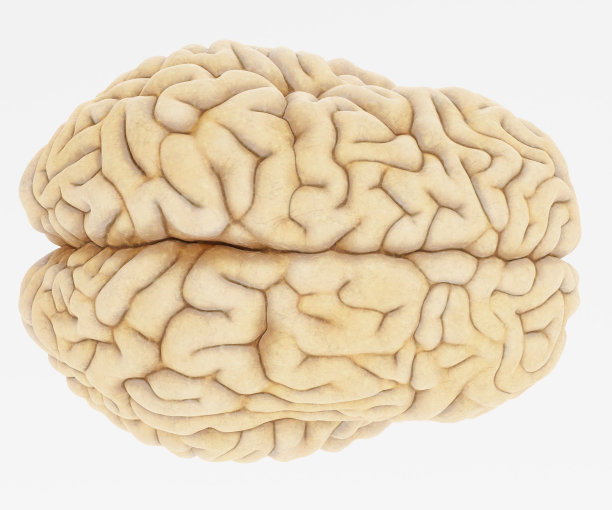 cerebrum