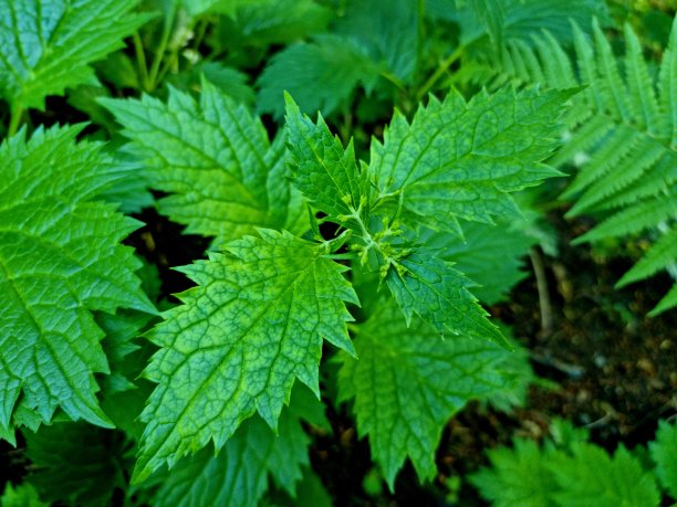 patrinia