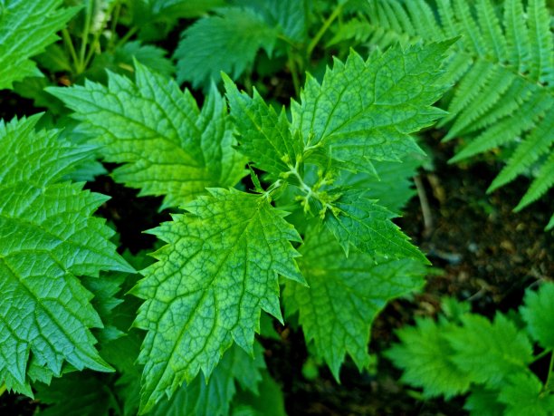 patrinia