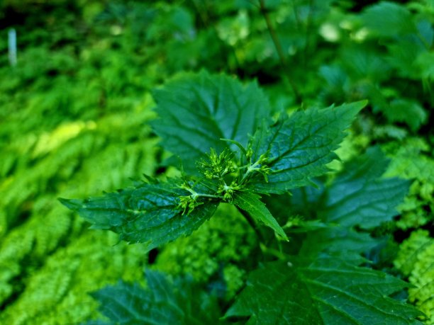 patrinia