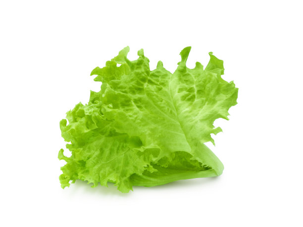 lactuca
