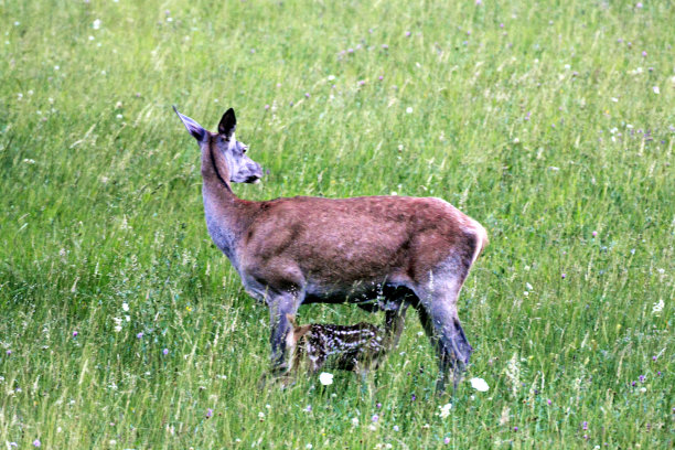doe