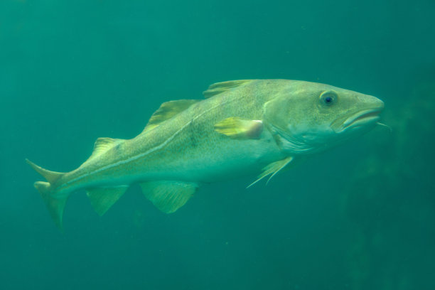 cod