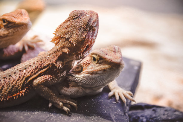 pogona