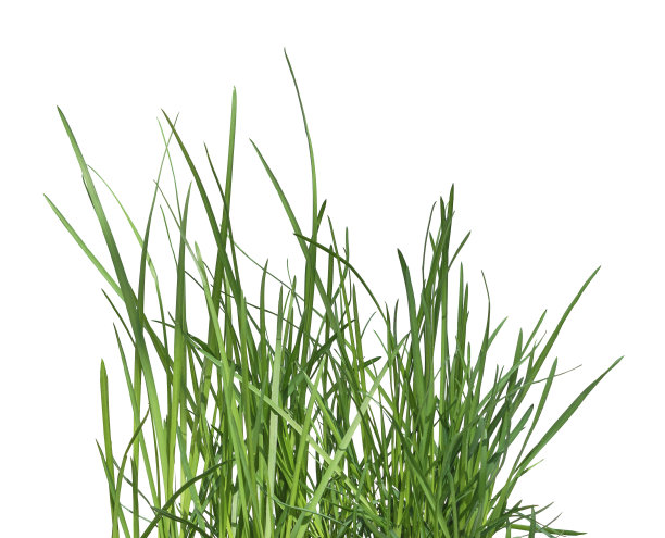 grass