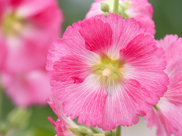 stockrose