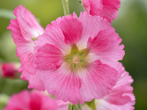 stockrose