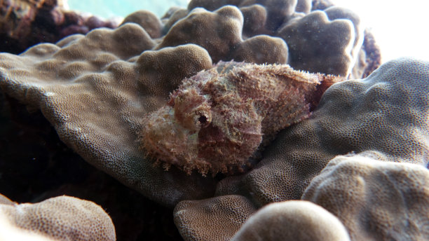 pterois