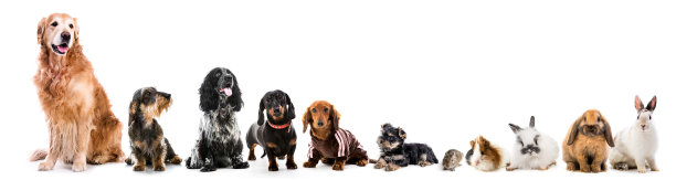 terrier
