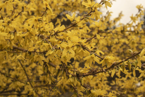 forsythia