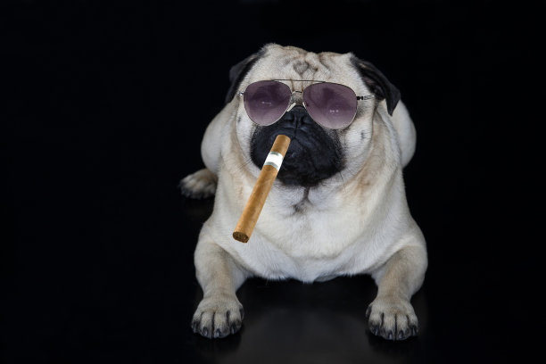 pug