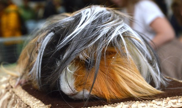 hairs