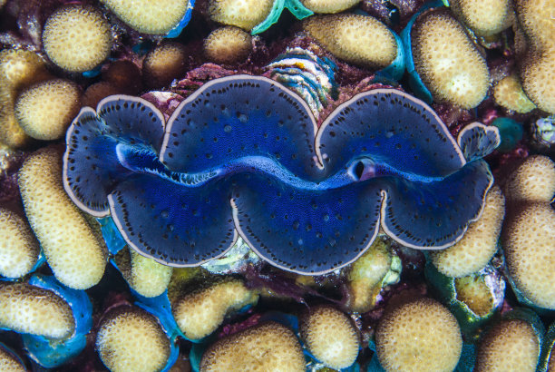 tridacna