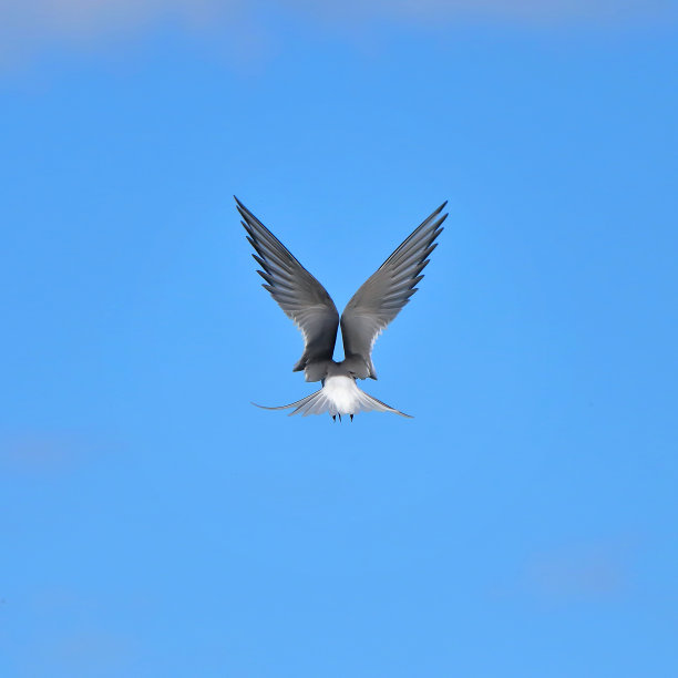 小tern