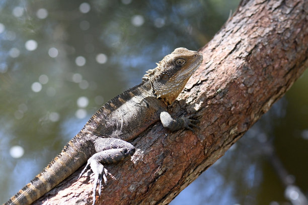 physignathus