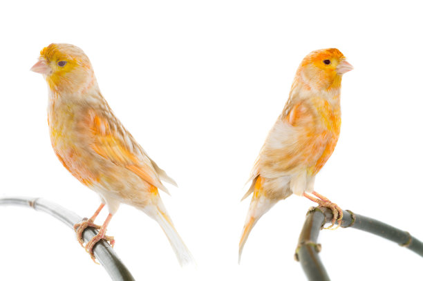 canary