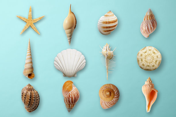seashell