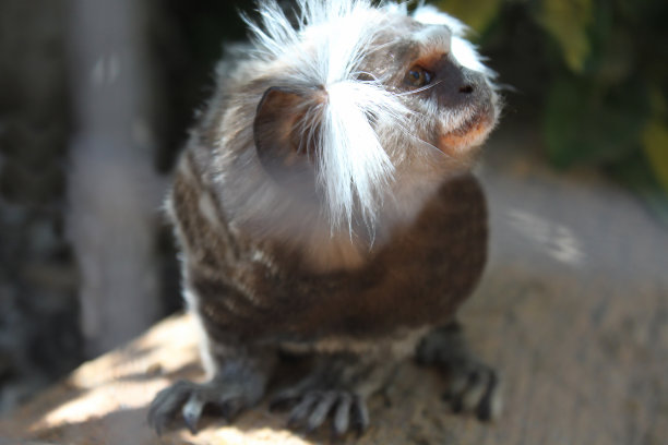 saguinus
