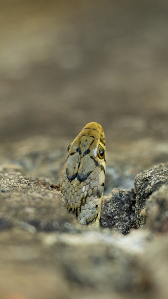 adders