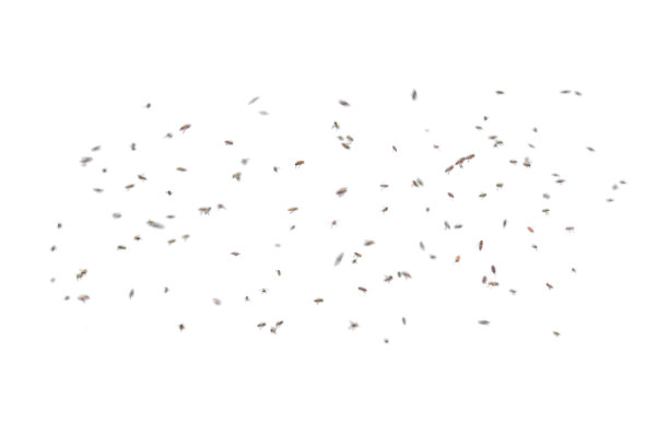 swarm