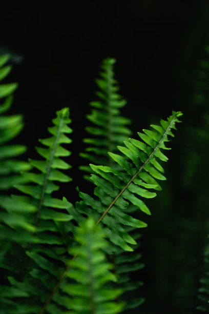 高清黑色背景绿色蕨类植物叶子