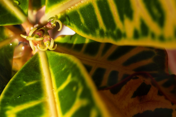 codiaeum