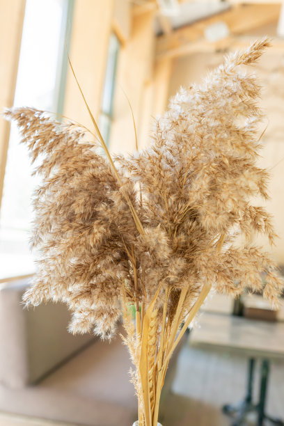 pampas