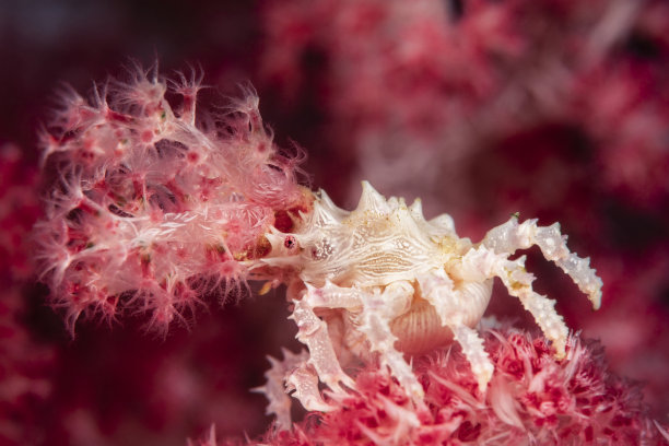 软珊瑚蟹