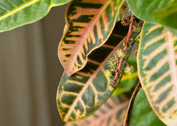 codiaeum