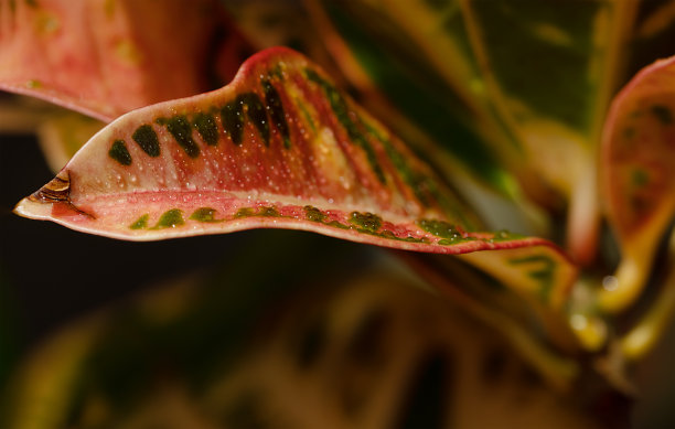 codiaeum