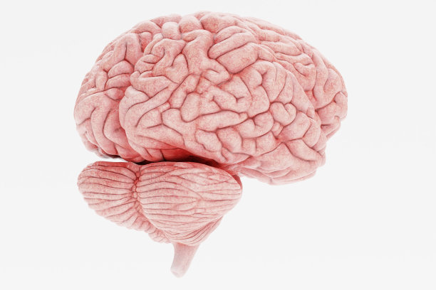 cerebrum