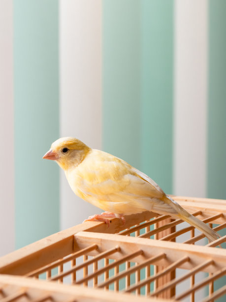 chick