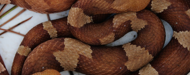 copperhead