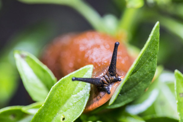 gastropod