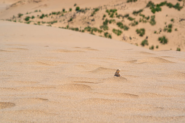 dune