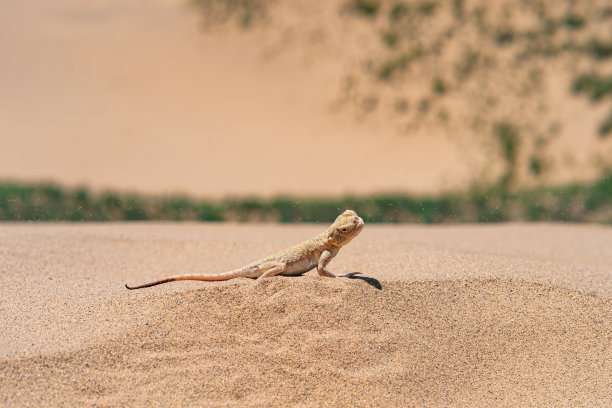 lizard