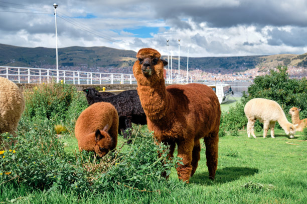llama