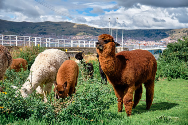 llama