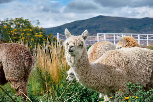 llama