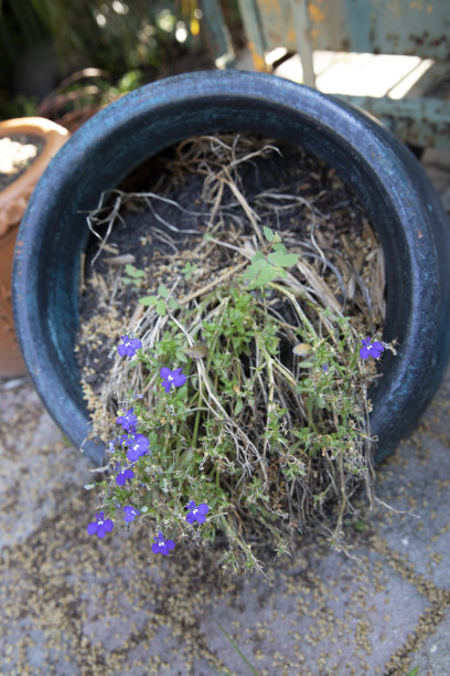 lobelia
