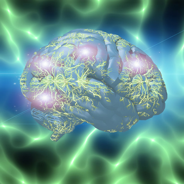 cerebrum