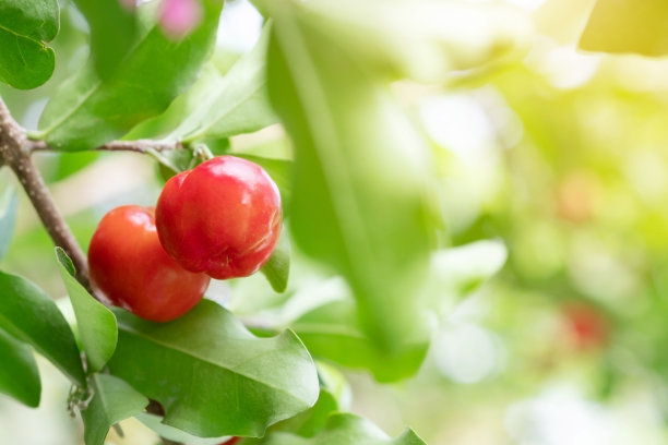 cherry